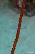 Cirrhipathes leutkeni corail fil de fer-Bonaire Sharon serenity-19m-20180218-Denis-ADER-DSC_6623_tn